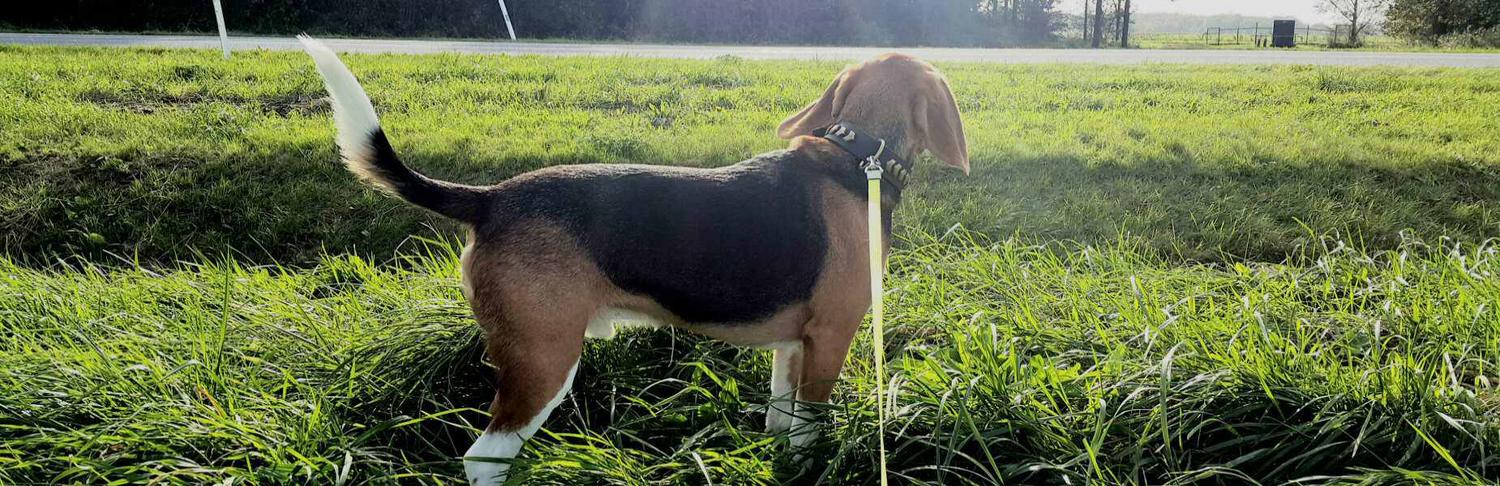 Beagle snuffelt in het hoge gras langs de weg tijdens een wandeling