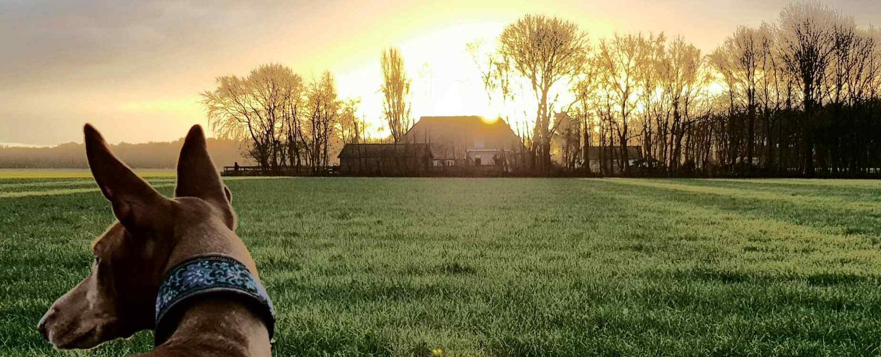 Hond kijkt bij zonsondergang uit over het weiland bij Dierenpension Immermoed in Harich