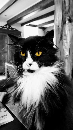 Zwart-witte langharige kat kijkt in de camera
