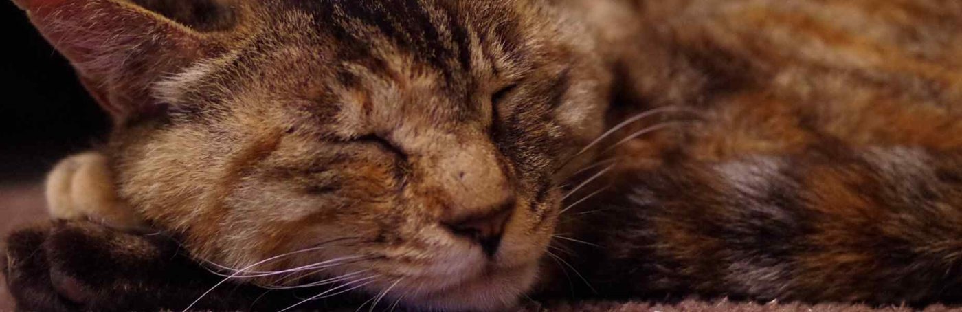 Cyperse kat ligt te slapen op een zachte mand in het kattenverblijf